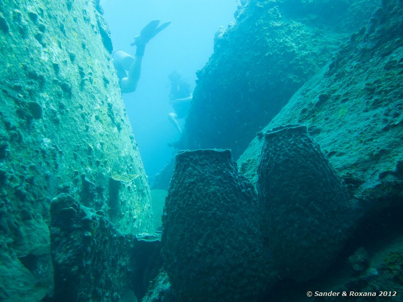 Giant barrel sponges (Xestospongia testudinaria) Laom Thian pinnacle, Koh Tao