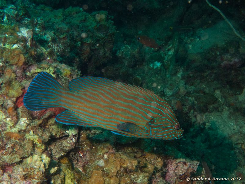 Bluelined grouper (Cephalopholis formosa) Laom Thian pinnacle, Koh Tao