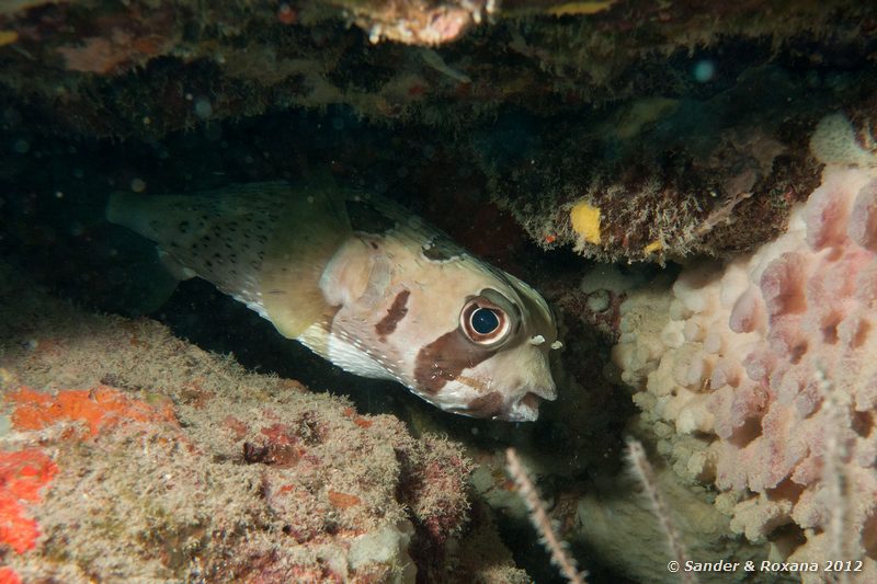 Black-blotched porcupinefish (Diodon liturosus) Twin Rocks, Koh Tao