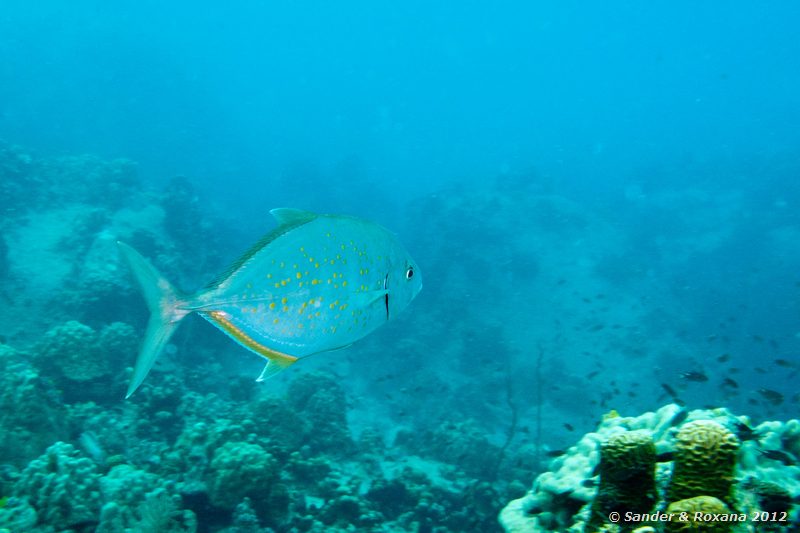 Orange-spotted trevally (Carangoides bajad) Twin Rocks, Koh Tao