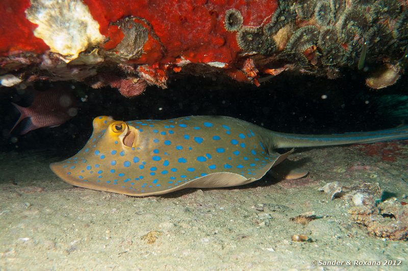 Blue-spotted ribbontail ray (Taeniura lymma) Twin Rocks, Koh Tao