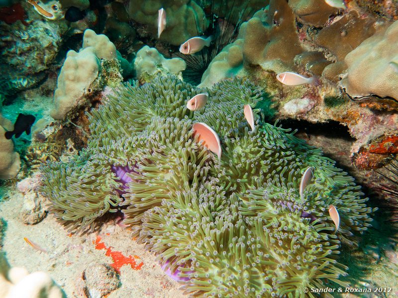 Pink anemonefish (Amphiprion perideraion) in magnificent sea anemone (Heteractis magnifica) Twin Rocks, Koh Tao