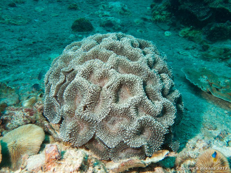  White Rock, Koh Tao