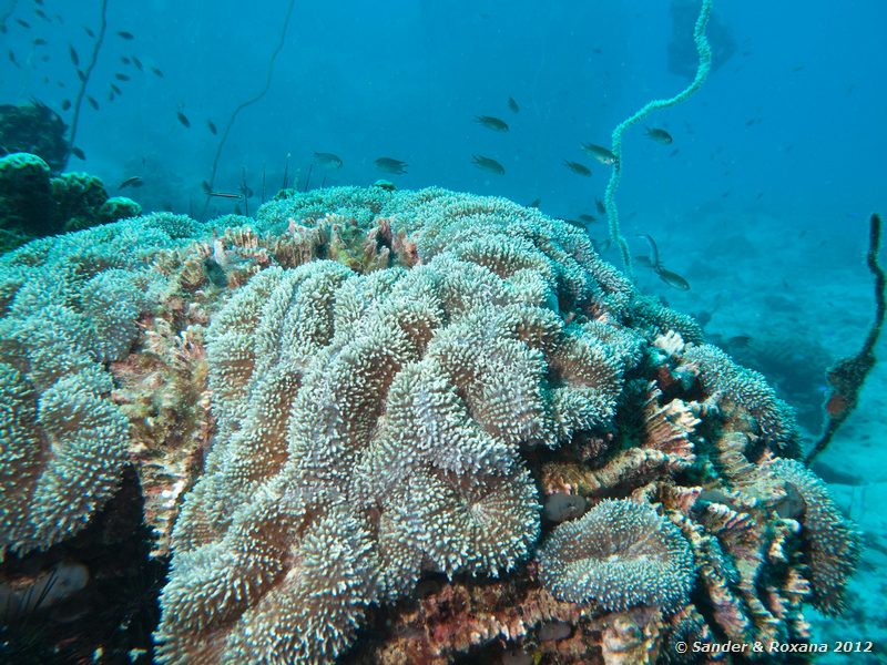  White Rock, Koh Tao