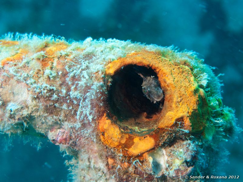 Blenny in hole HTMS Sattakut, Koh Tao