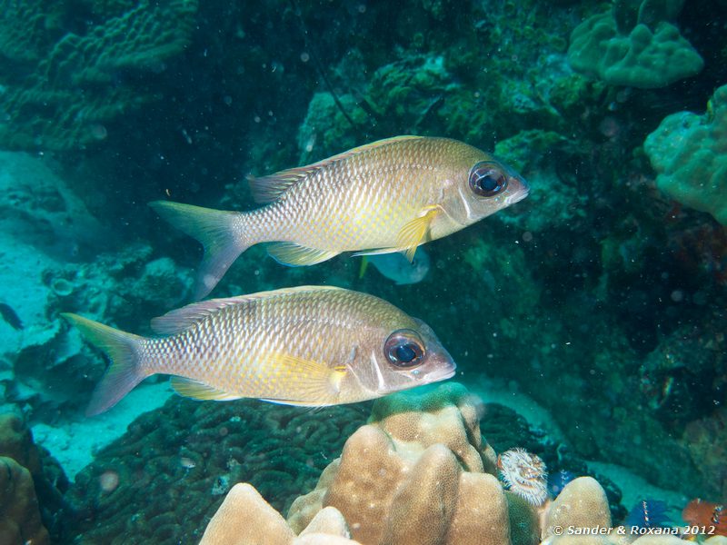 Pearly monocle breams (Scolopsis margaritifer) White Rock, Koh Tao