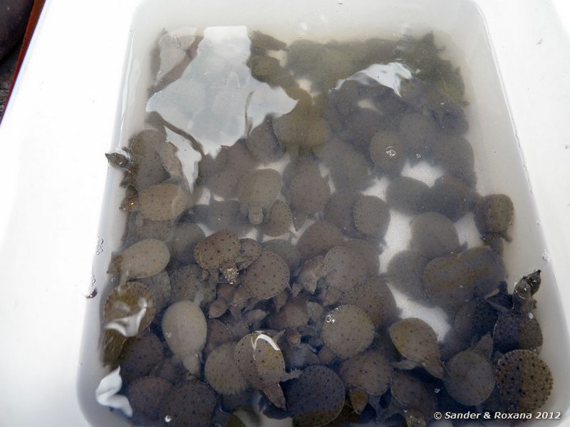  Wat Rakhang, Bangkok