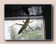 [Click to enlarge image]