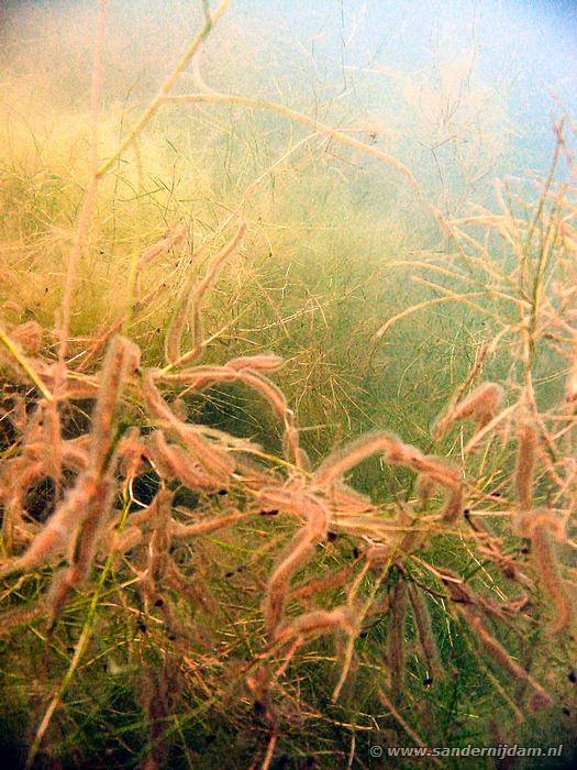 Mosdiertjes, De Beldert 10-8-2003