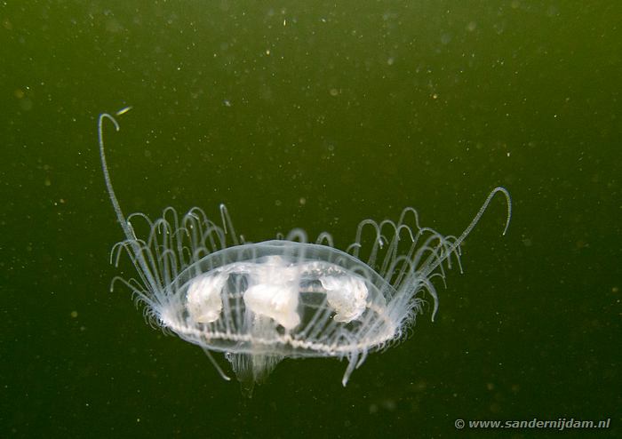 Zoetwaterkwal, Grote Hegge, 30-7-2016