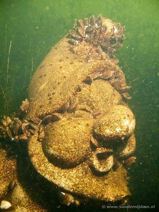 Onderwaterbeeld, De langspier, 19-6-2010