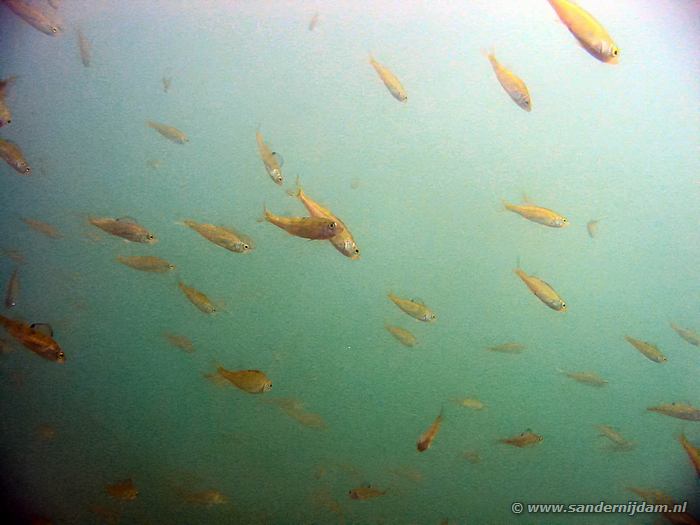 Veel jonge vis, Tijningenplas 3-8-2003