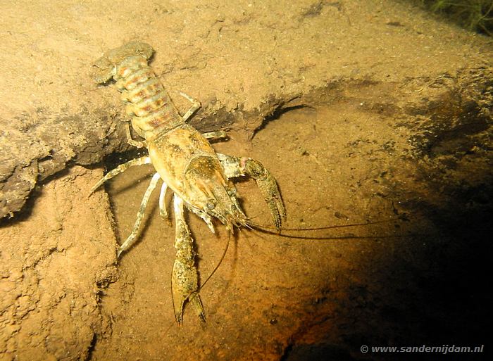 Gevlekte Amerikaanse Rivierkreeft, Aquabest 19-6-2003