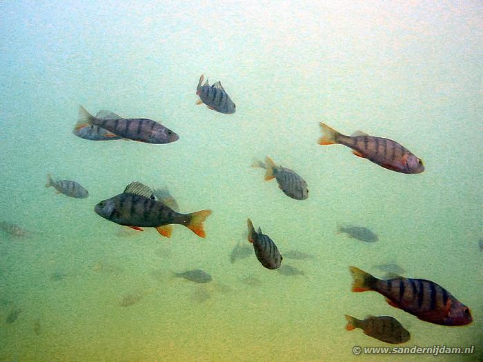 Veel baarzen, Tijningenplas 19-7-2003