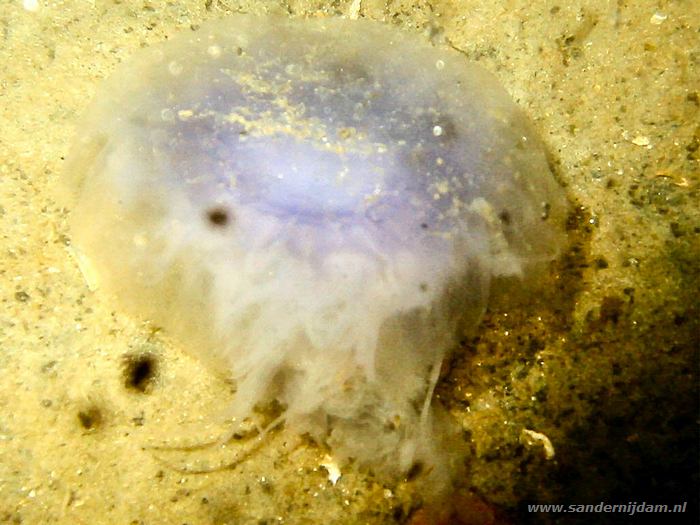 Blauwe Haarkwal, Scharendijke 24-5-2003