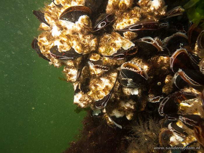 Mosselen, Scharendijke 29-5-2010