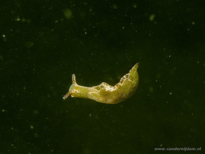 Groene wierslak, Scharendijke 30-5-2010
