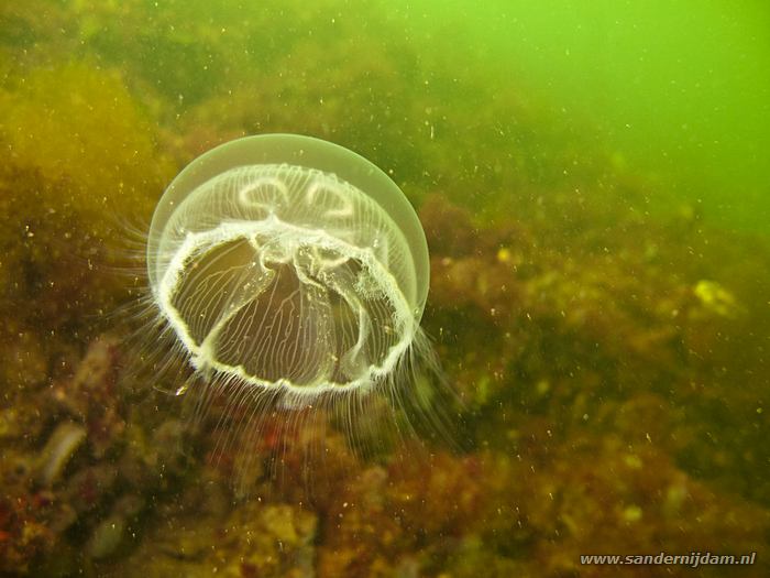 Oorkwal, Dreischor gemaal, 22-4-2011