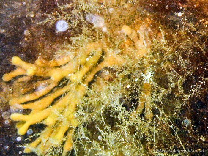 Slanke Knotsslak, Scharendijke 14-5-2004