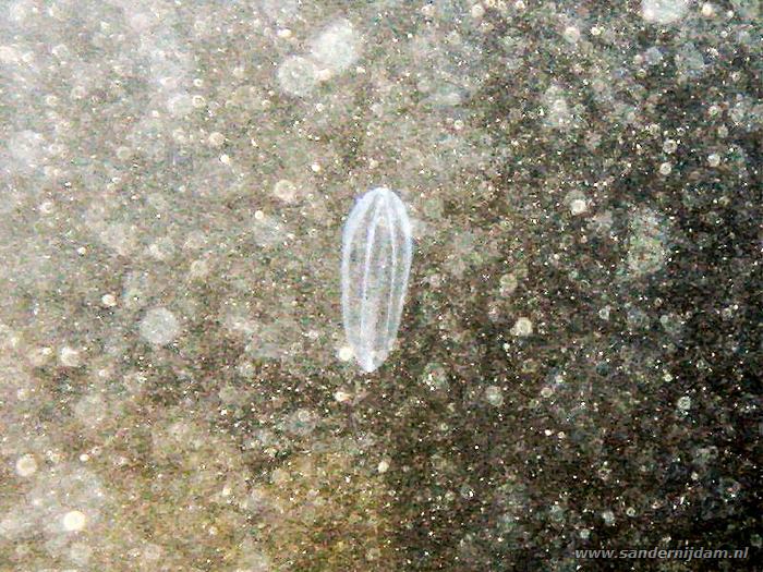 Meloenkwalletje, Scharendijke 14-5-2004