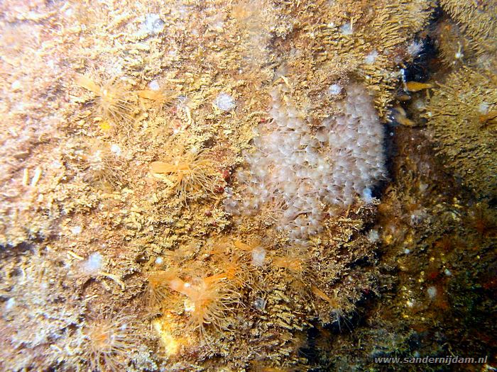 Golfbrekeranemoontjes en hoefijzerwormen, Scharendijke 15-5-2004