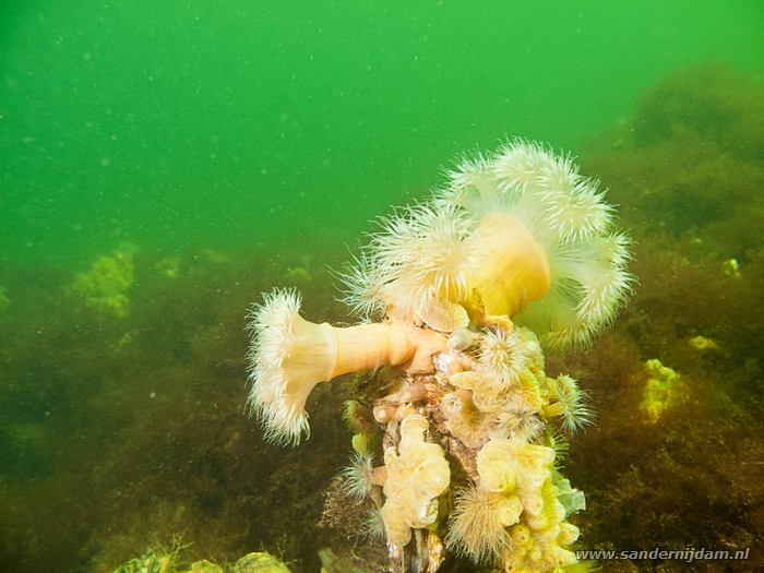 Zeenanjelieren, Scharendijke, 12-5-2012