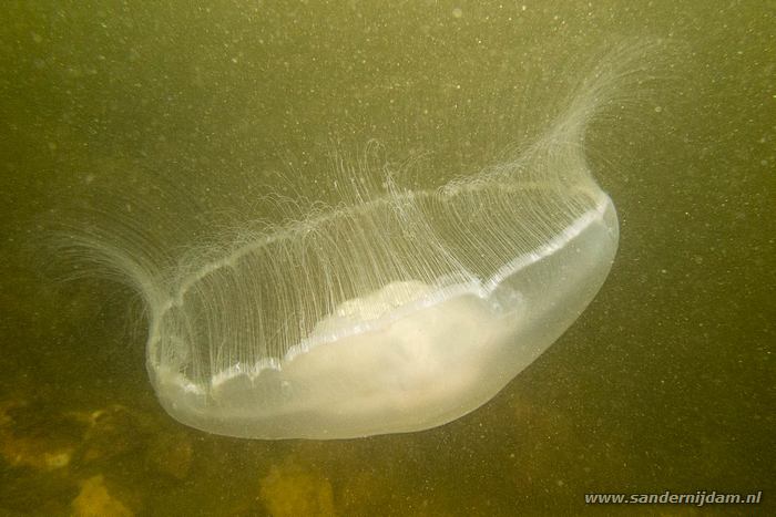 Scharendijke, 21-5-2016