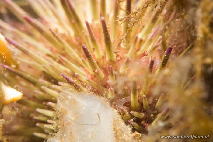 Scharendijke, 21-5-2016