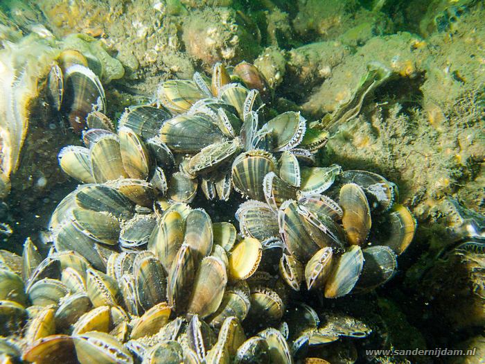 Mosselen, Zeelandbrug, 9-10-2008