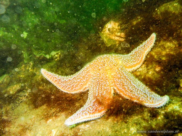 Gewone zeester, Kunstrif Dreischor 27-5-2005