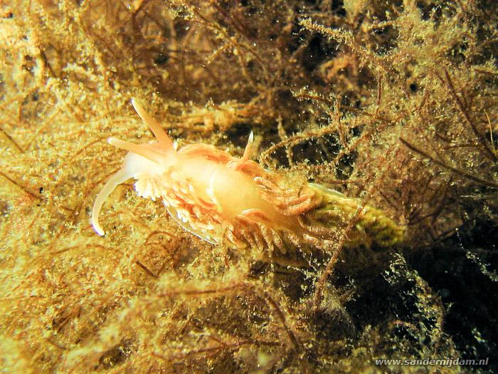 Kleine vlokslak, Scharendijk 31-5-2008