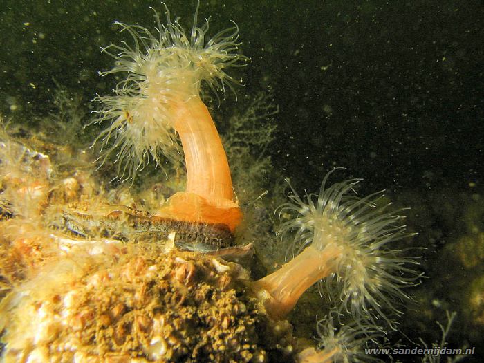 Zeeanjelieren, Scharendijk 1-6-2008