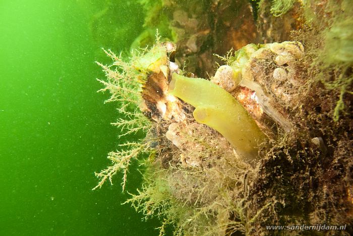 Oesters en zakpijpen, Scharendijke, 12-5-2012