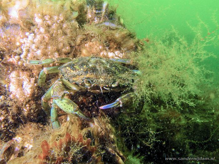 Zwemkrab, Scharendijke 20-5-2006