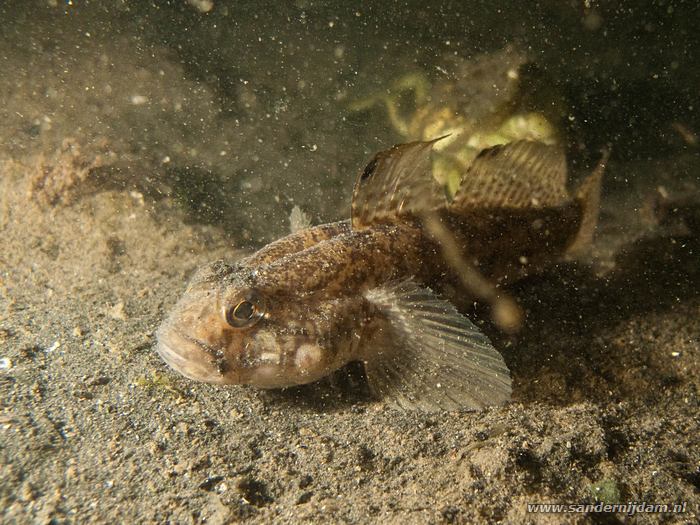 Grondel, Scharendijke 29-5-2010