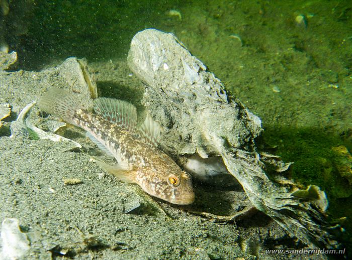 Grondel, Den Osse, 9-10-2008