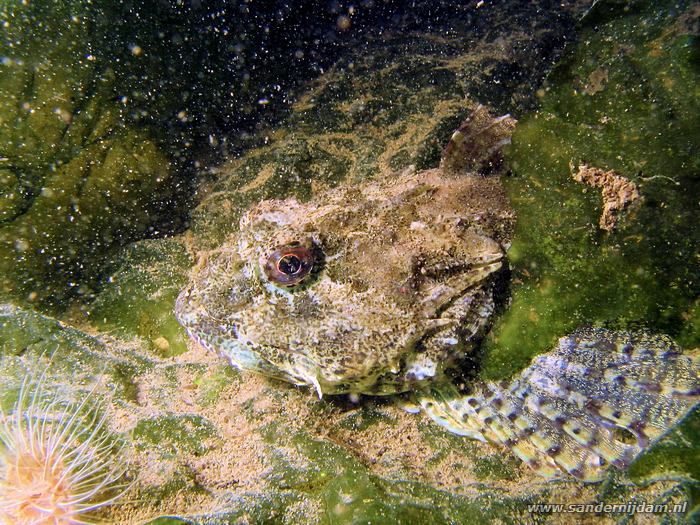 Groene zeedonderpad, Scharendijke 2-6-2007