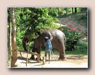 Olifant wassen