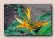 Heliconia