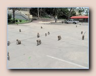 Apen (krabbenetende makaken)