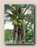 Kokospalm