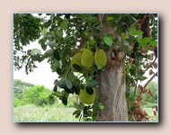 Nangka