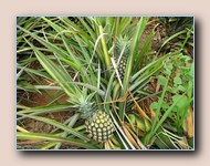 Ananas