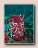 Synaptid sea cucumbers on barrel sponge
