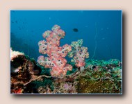 Translucent soft coral