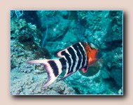 Redbreasted wrasse