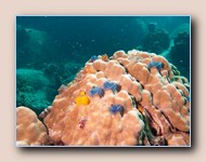 Christmas tree worms in coral