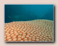 Star coral