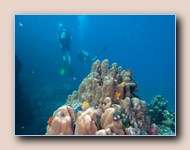 Christmas tree worms in coral