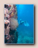 Bubble coral